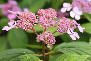 Tellerhortensie