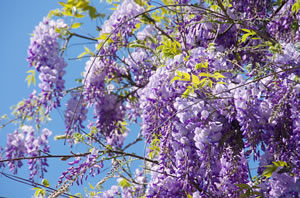 Blauregen, Glyzinie, Wisteria Pflege und Schneiden