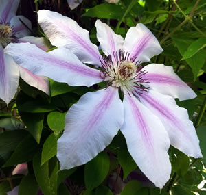 Clematis