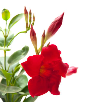 Dipladenia, Mandevilla Pflanzen, Pflege und Überwintern Dipladenie