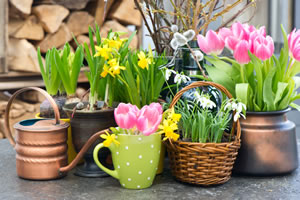 Märzenbecher Zwiebeln 15 Stück - Frühlingsblumen Für Garten & Balkon