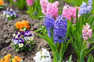 Hyazinthen, Hyacinthus Pflanzen, Pflege im Glas und Überwintern