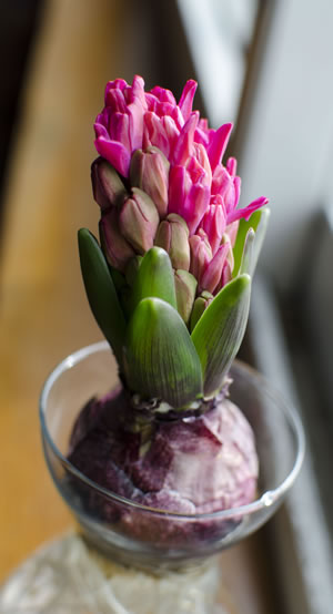 Hyazinthen, Hyacinthus - Pflanzen, Pflege im Glas und ...