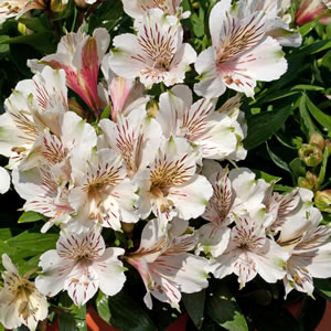 Inkalilie, Alstroemeria Pflege und Überwintern