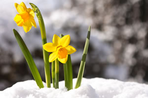 Narzissen, Osterglocken, Narcissus Pflanzen & Pflege