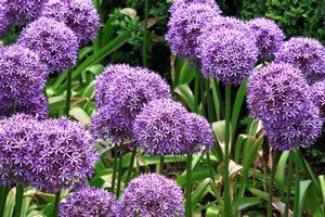 Zierlauch, Allium PflegeAnleitung und Vermehren