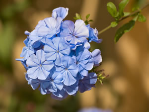 Bleiwurz, Plumbago auriculata Pflege & Überwintern
