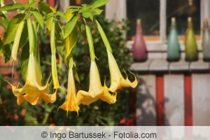 Giftpflanzen im Garten Liste der giftigen Gartenpflanzen
