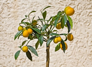 Kumquat, Kumquatbaum, Fortunella PflegeAnleitung