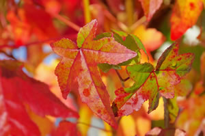 Amberbaum, Liquidambar PflegeAnleitung