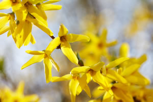 Forsythie