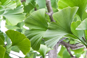 Ginkgobaum, Ginkgo biloba Pflege des Fächerbaums