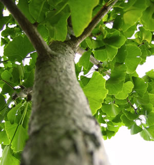 Ginkgobaum, Ginkgo biloba Pflege des Fächerbaums