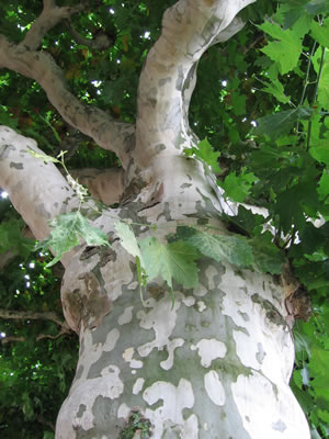 Platane, Platanus - Steckbrief und Pflege-Anleitung