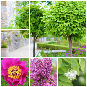 Collage zum Trompetenbaum-