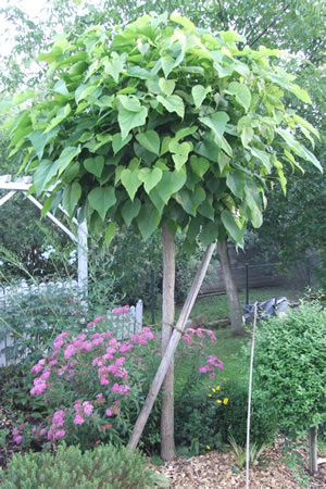 KugelTrompetenbaum, Catalpa bignonioides PflegeTipps