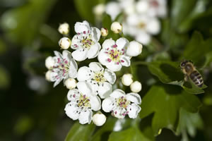 Apfeldorn, crataegus lavallei - Pflege-Anleitung