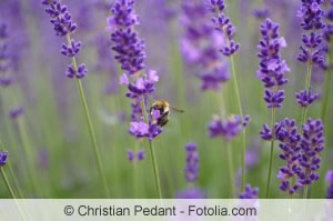 Lavendel-Stauden