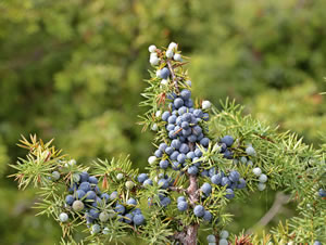 Wacholder, Juniperus communis Pflege und Schneiden