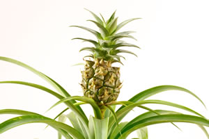 Ananas-Pflanze
