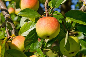 Apfelbaum