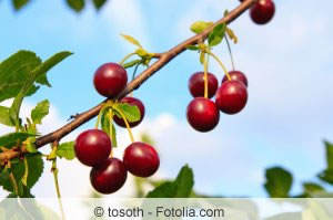 Kirschbaum, Süßkirsche, Prunus avium Steckbrief, Pflanzen und Pflege