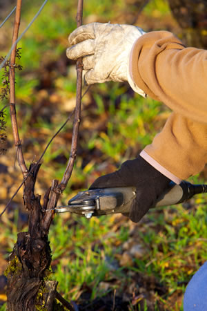 Pflege von Weinreben im Garten Sorten, Pflanzen und Krankheiten
