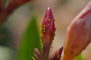 Oleander gelbe Blätter & braune Flecken - das hilft!