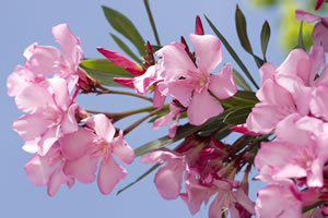 Nahansicht der Oleanderblüte