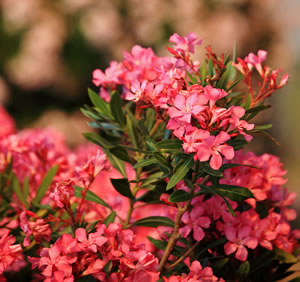 Rote Oleanderblüten