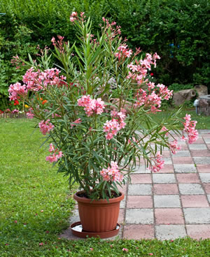 Oleander im Topf