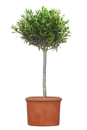Olivenbaum, Ölbaum, Olea europaea Pflege und Überwintern