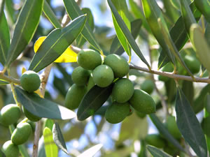 Früchte am Olivenbaum