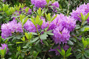 Rhododendron-Busch