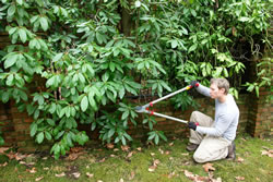 Anleitung: Rhododendron schneiden