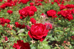 Rosenbeet anlegen - mit Rosen, Stauden und Bodendeckern