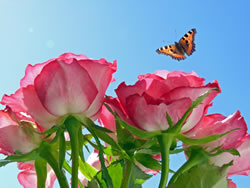 Rose mit Schmetterling