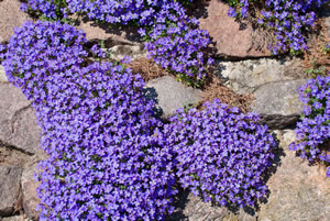 Blaukissen, Aubrieta PflegeAnleitung und Schneiden