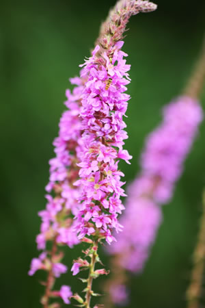 Blutweiderich, Lythrum salicaria PflegeAnleitung