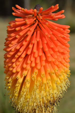 Fackellilie, Kniphofia PflegeAnleitung