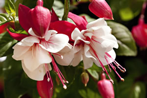 Fuchsien-Blueten