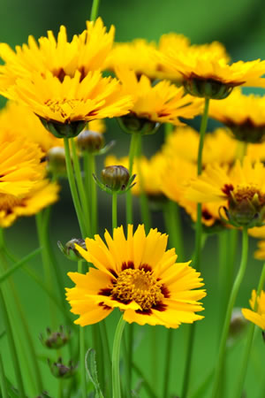 Mädchenauge, Coreopsis PflegeAnleitung und Überwintern