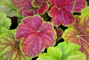 Purpurgloeckchen-Blatt