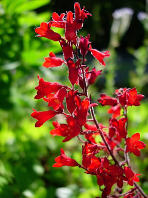 Rotes Purpurgloeckchen