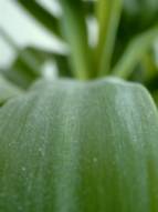 Yucca Palme Makro