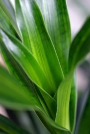 Yucca Palme
