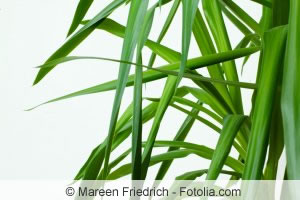 Yucca Palme
