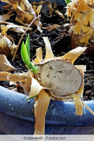 Yucca Palme