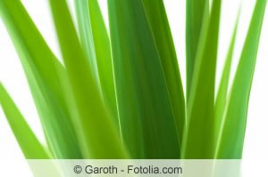 Yucca Palme