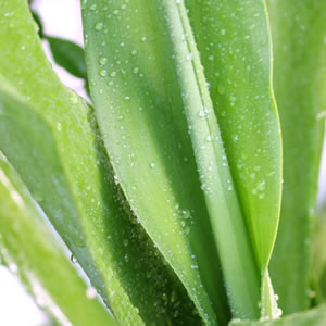 Yucca Palme